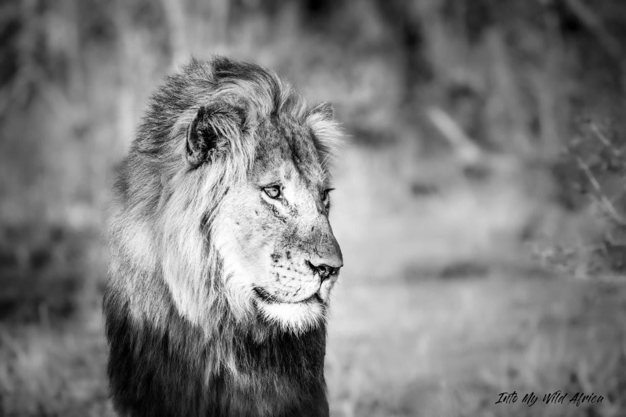 Muweti Bush Lodge Grietjie Game Reserve Εξωτερικό φωτογραφία