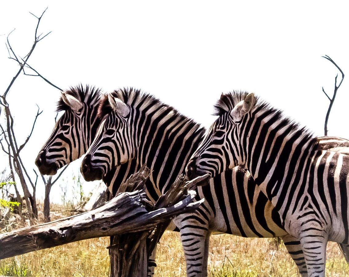 Muweti Bush Lodge Grietjie Game Reserve Εξωτερικό φωτογραφία