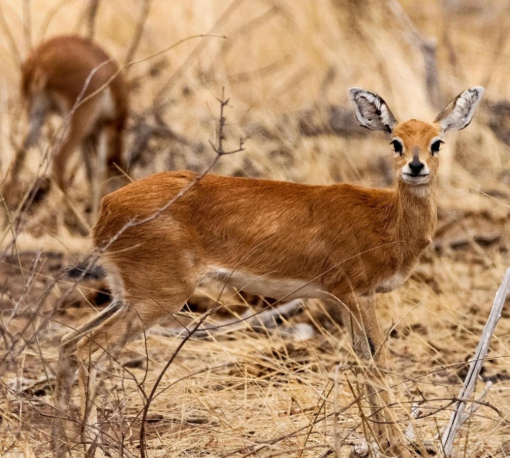 Muweti Bush Lodge Grietjie Game Reserve Εξωτερικό φωτογραφία