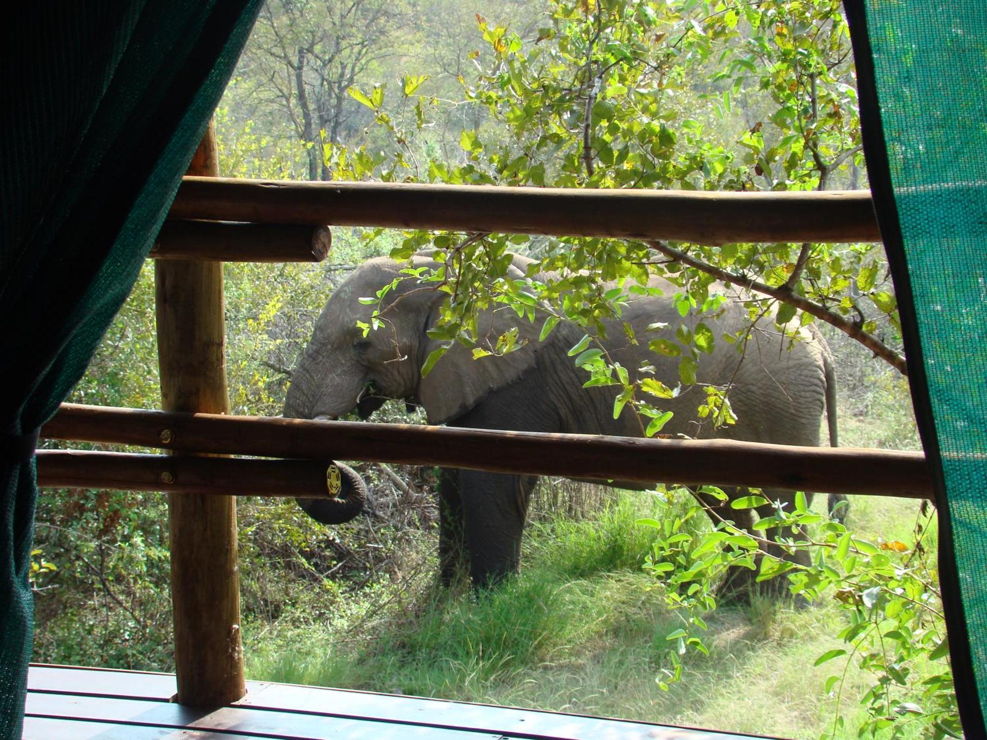 Muweti Bush Lodge Grietjie Game Reserve Δωμάτιο φωτογραφία