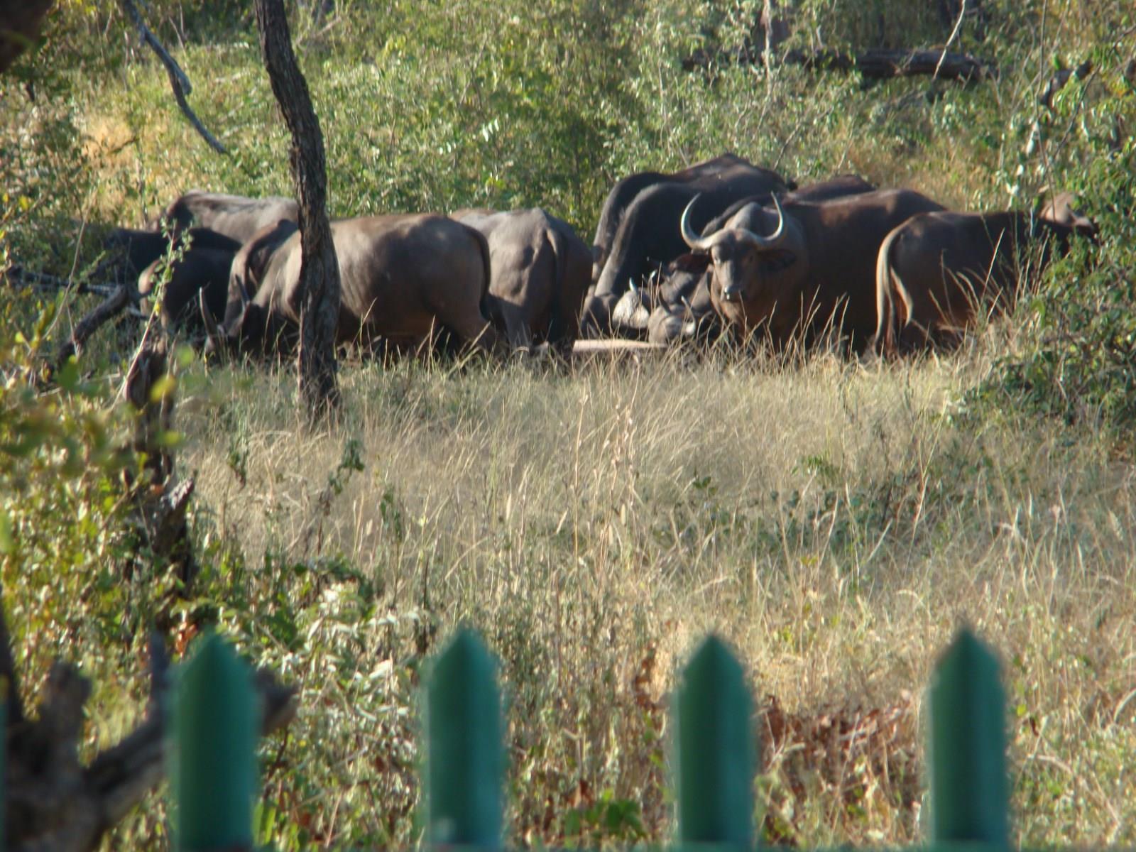 Muweti Bush Lodge Grietjie Game Reserve Εξωτερικό φωτογραφία