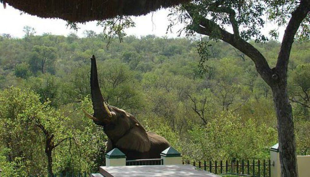 Muweti Bush Lodge Grietjie Game Reserve Εξωτερικό φωτογραφία