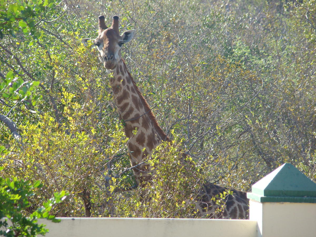 Muweti Bush Lodge Grietjie Game Reserve Εξωτερικό φωτογραφία