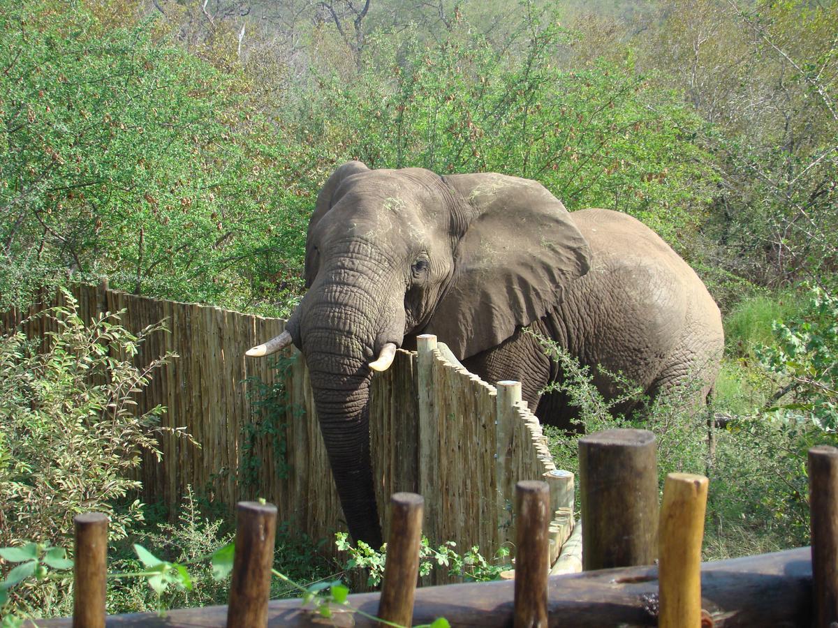 Muweti Bush Lodge Grietjie Game Reserve Εξωτερικό φωτογραφία
