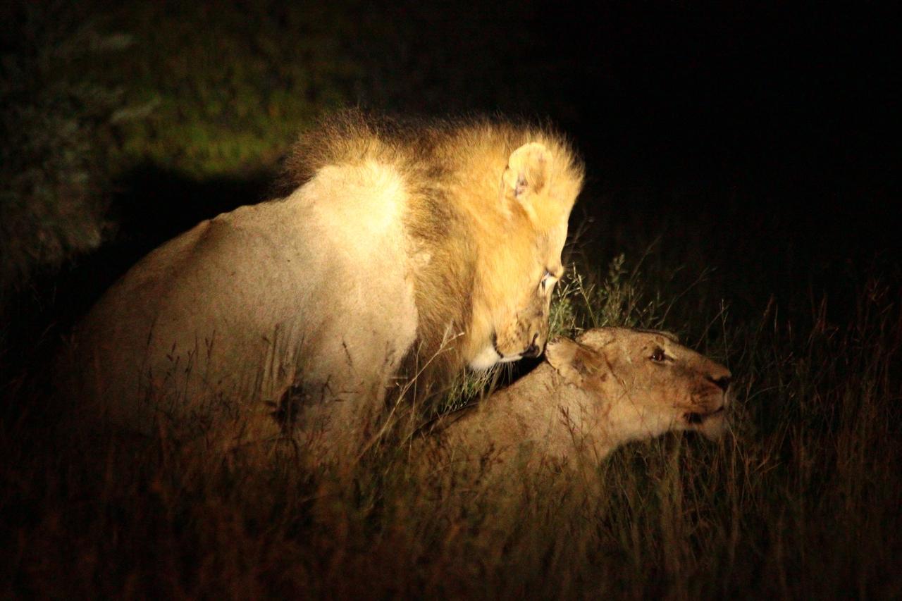 Muweti Bush Lodge Grietjie Game Reserve Εξωτερικό φωτογραφία