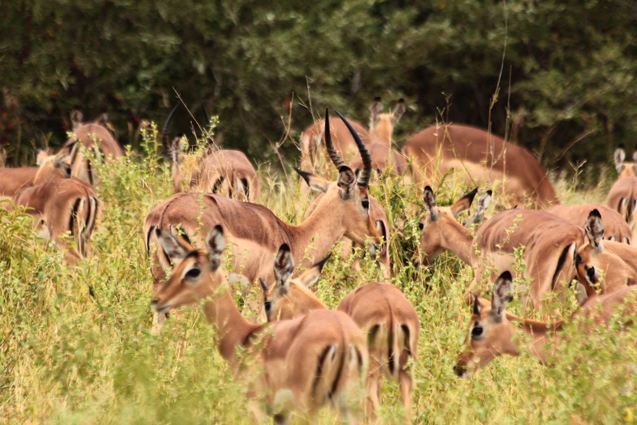 Muweti Bush Lodge Grietjie Game Reserve Εξωτερικό φωτογραφία