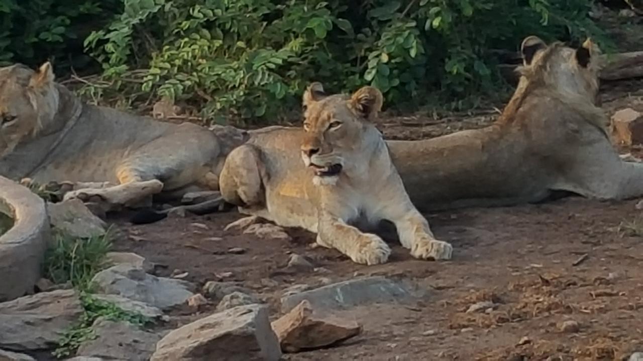 Muweti Bush Lodge Grietjie Game Reserve Εξωτερικό φωτογραφία