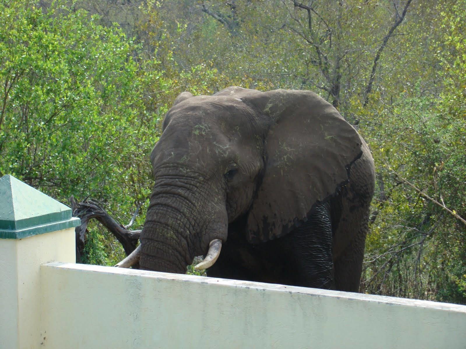 Muweti Bush Lodge Grietjie Game Reserve Εξωτερικό φωτογραφία